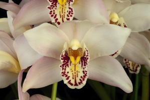 Cymbidium Parish Cherry New Horizon AM/AOS 81 pts.